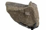 Fossil Sauropod Limb Bone Section with Metal Stand - Colorado #383248-2
